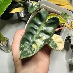 Philodendron Billietiae Variegated