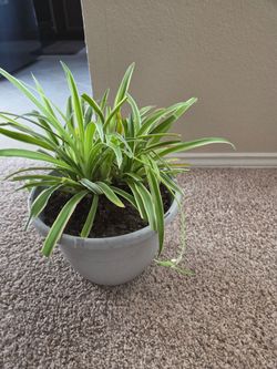 Spider plant