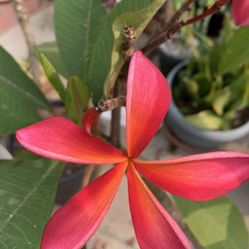 Red Plumeria Hawaiian Lei Flower tree Plant