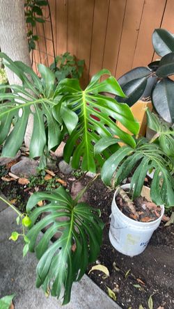 Swiss cheese plant