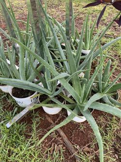 Aloe Vera (medical Plant)