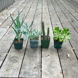 Succulent Collection