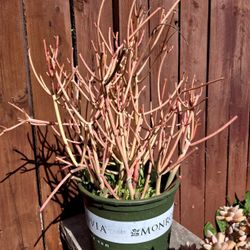 Fire Stick Plant In 3 Gal Pot PLUS BONUS Dragon Fruit Plant