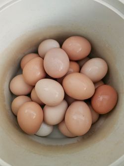 Chicken eggs for sale