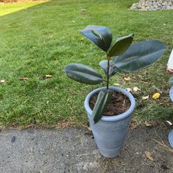 Houseplant Black Ficus