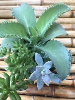 Kalanchoe beautiful Mexican Plant