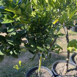 Fruit Trees