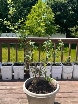 Four-year-old blueberry bush