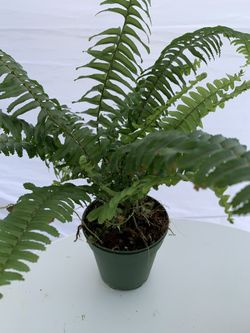 Fern 🌱