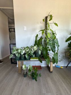House plants