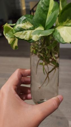 Pothos Pearls and Jade