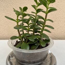 Adorable 7” Cute Jade Plant 🪴