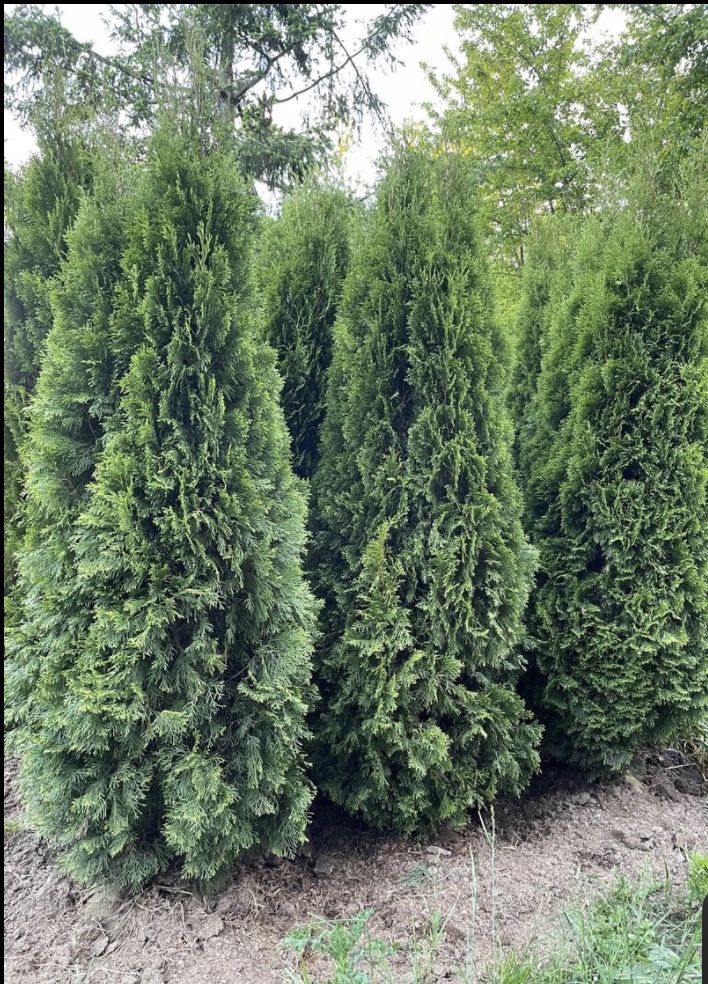 Green Emerald Arborvitae Tree 5-6 Ft Tall