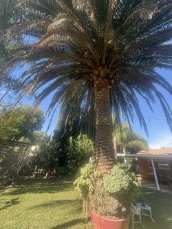 Canary Palm Tree