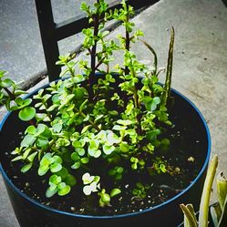 Elephant Food Succulent