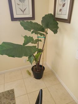 Elephant ear plant