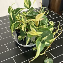 Philodendron Silver Stripe