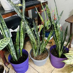 Plants For Sale 25 Each 