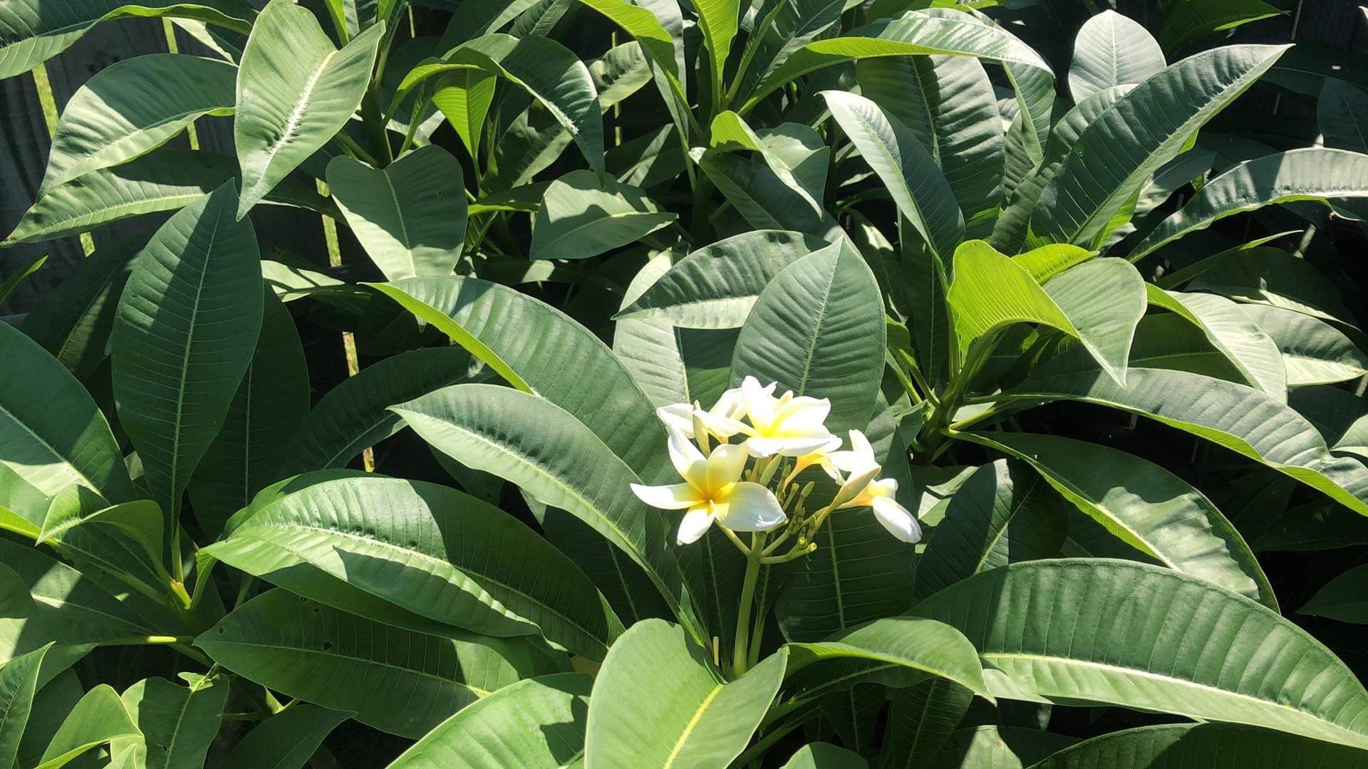 Plumeria cuttings