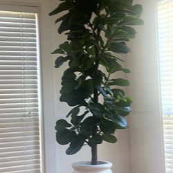 Brand New Plant From Amazon(New)