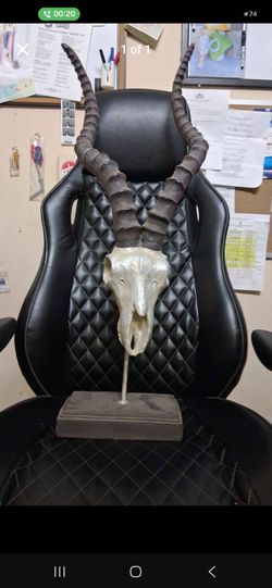 Horned Animal Skull on Display Stand