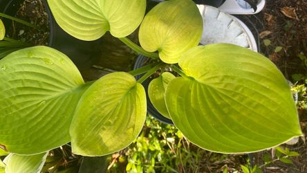 Hosta