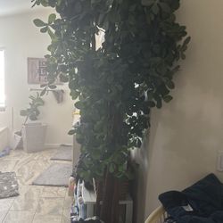 Plant For 30 Chest For 40 