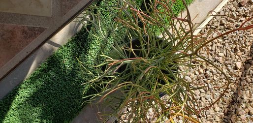 Desert Plant/Succulent Plant/Fire Stick/Pencil Cactus