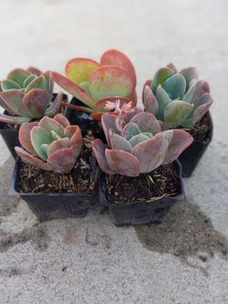 Succulents Nice Plants 3.00 EACH