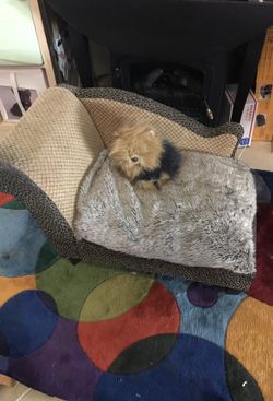 Doggy lounger sofa