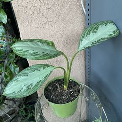 HERMOSAS PLANTAS NATURALES “AGLAONEMA PLANT 