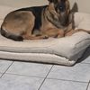 Free German Shepard Message Me
