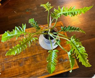 Philodendron 'Golden Crocodile'