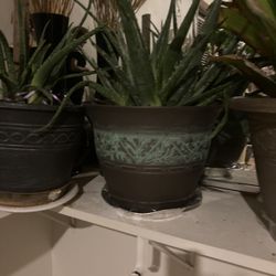 Aloe Vera Plant 