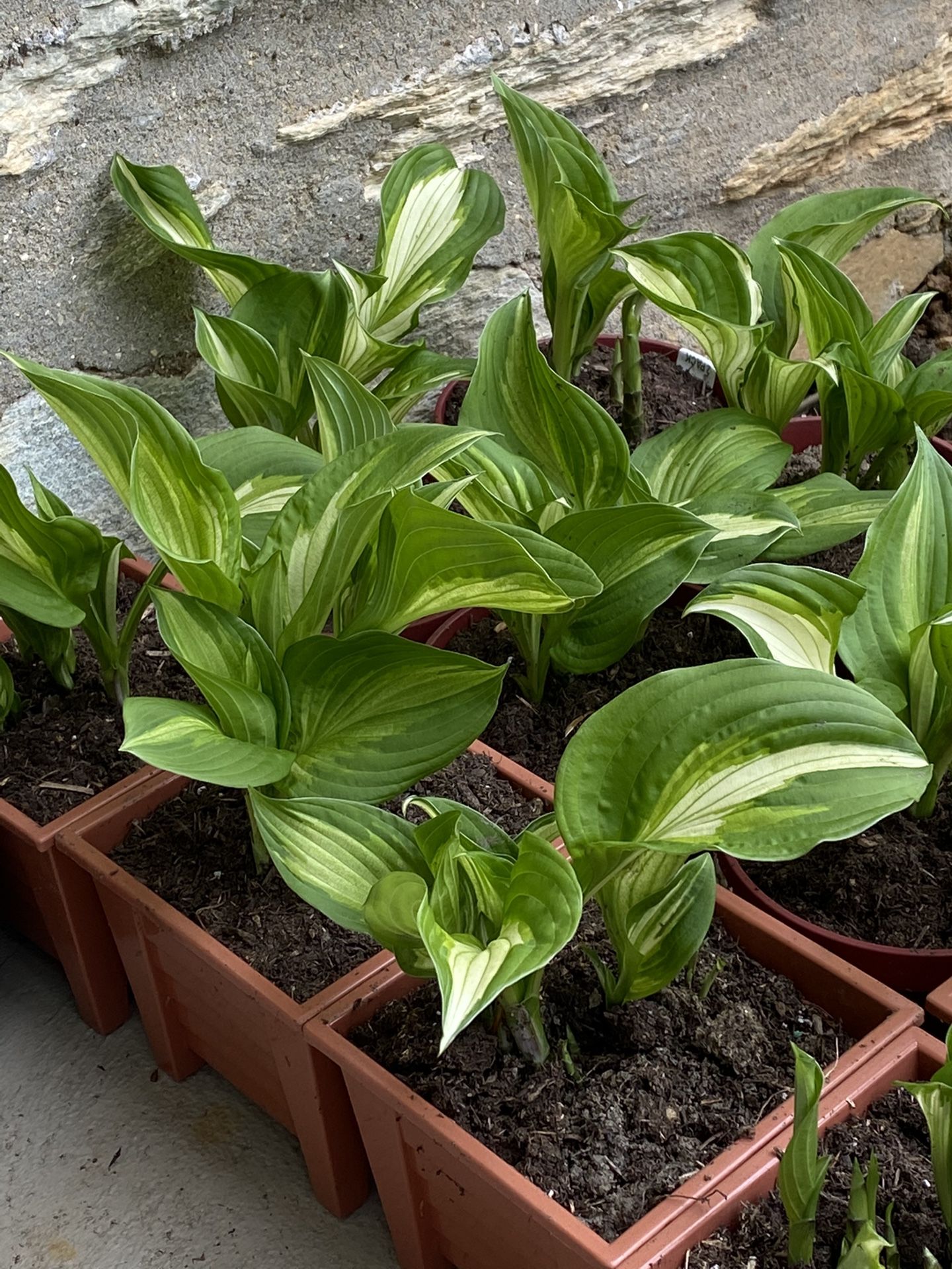variegated hostas $5 small pot, $10 bigger pot