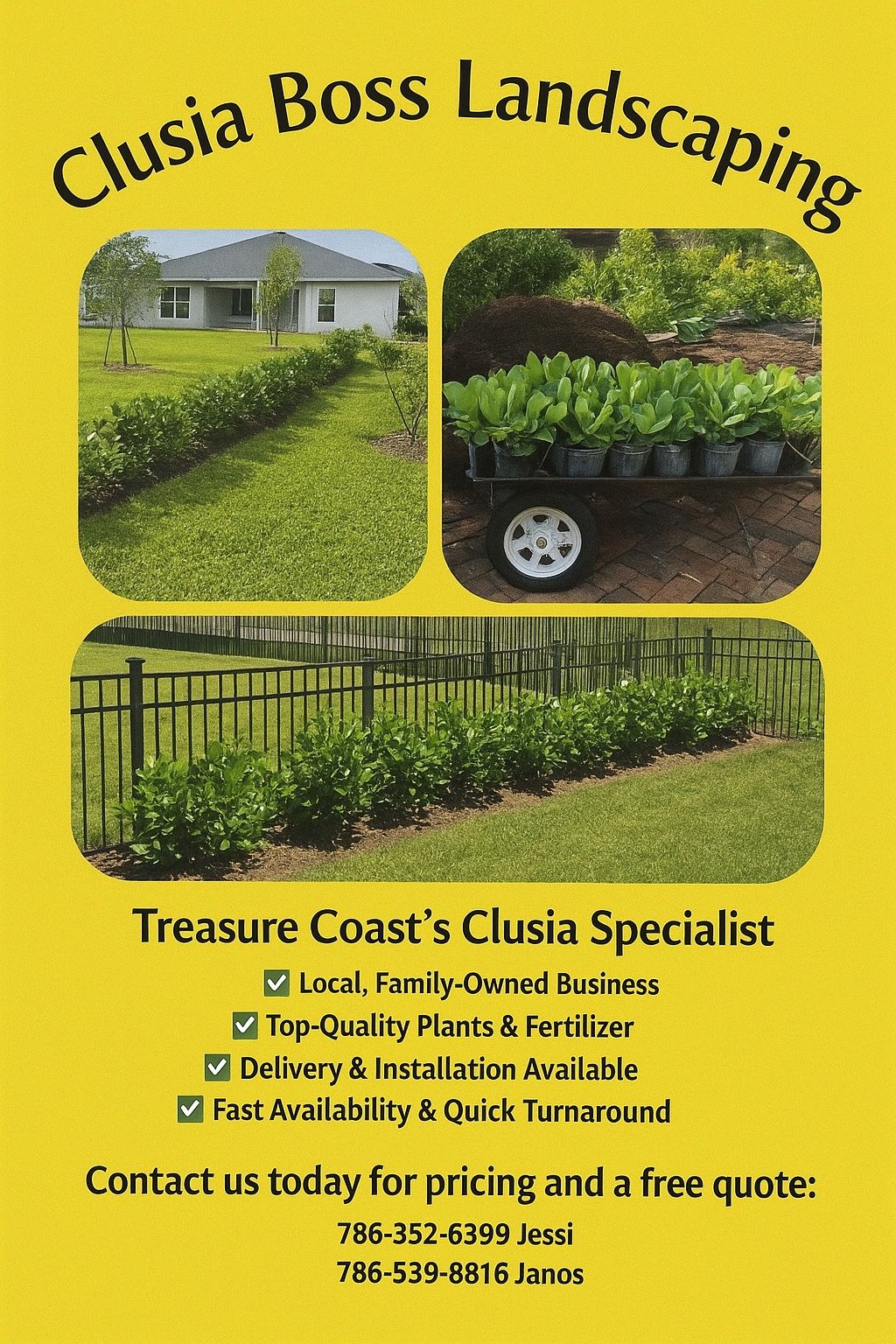 Clusia Plants