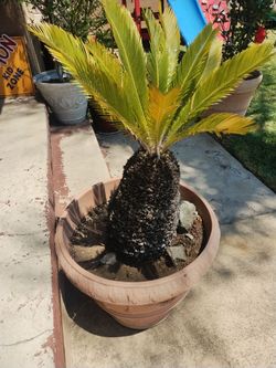 Sago palm