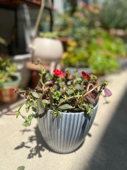 Portulaca