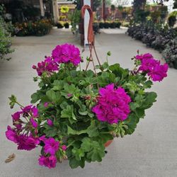 Large Geranium Beautiful And Healthy HANGING BASKETS PLANTS ARRIVED. $20 each