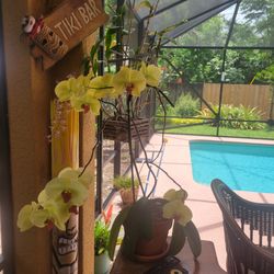 Orchids