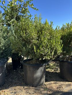 Queen palm tree 24” box  