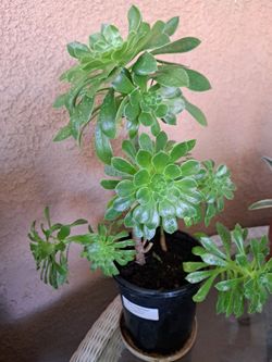 Succulents