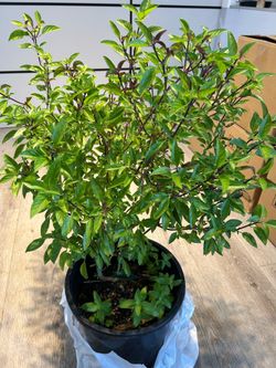 Basil plant