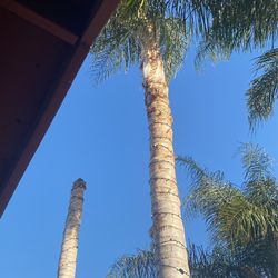 free palm tree u take out