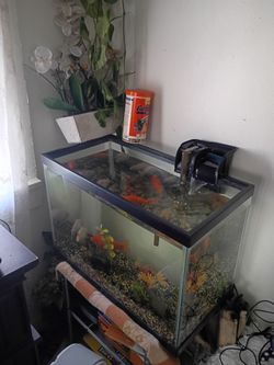 Fish tank with fish