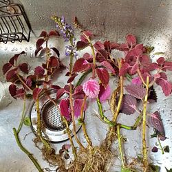 Fully Rooted Coleus Cuttings Ready for Potting - 11"-15" 