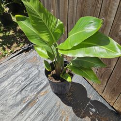 White Birth Paradise Live Plants 