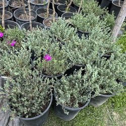 Ice Plants 5 Gallon 15$ Each