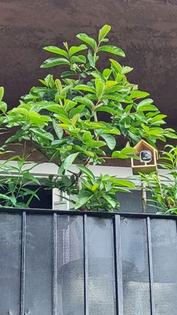 Organic Pink Guava Tree Plant