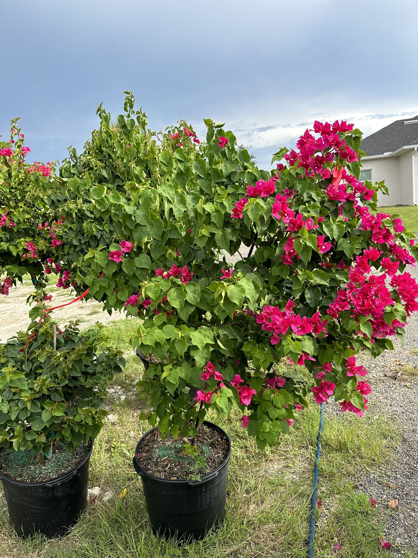 Bougainvillea Tree 15 Gallon